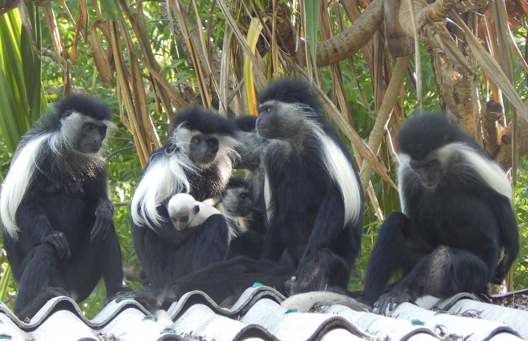Colobus Conservation Centre