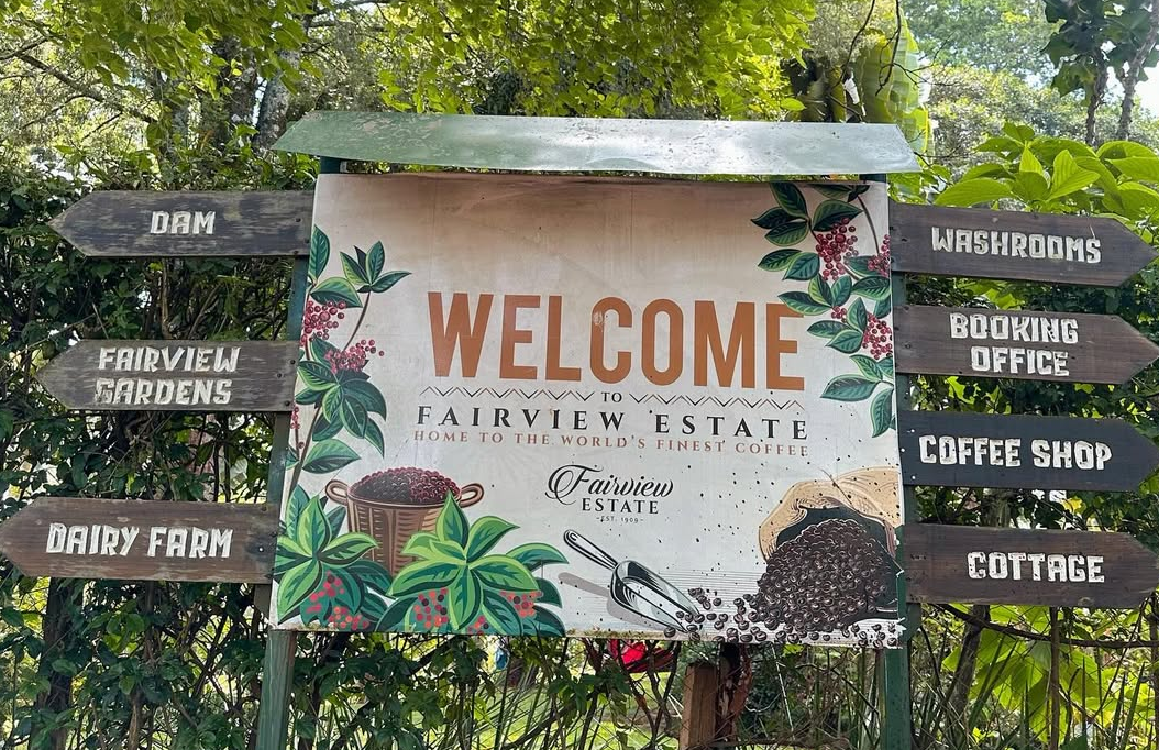 Fairview Coffee Estate