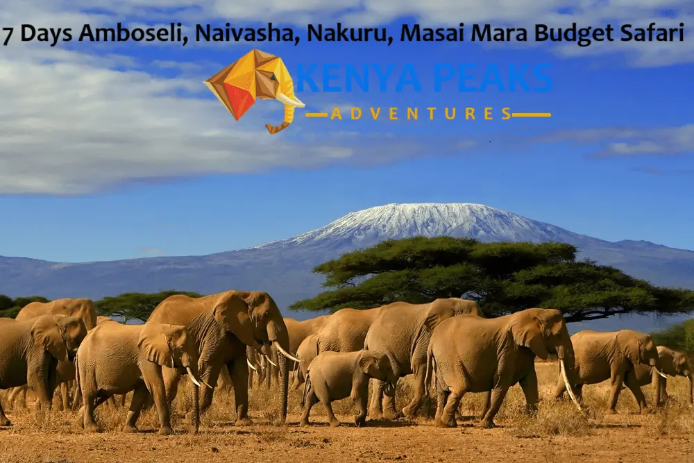 Book 10 days luxury tour to Ol Pejeta Nakuru Mara Naivasha & Amboseli
