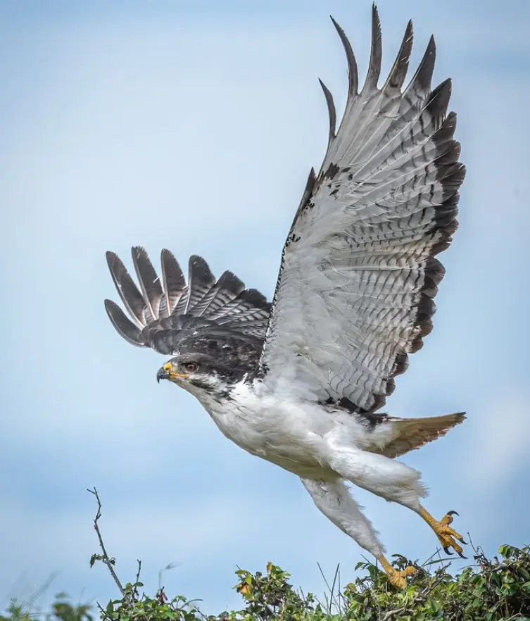 Augur Buzzard bird at Masai Mara during birdwatching session