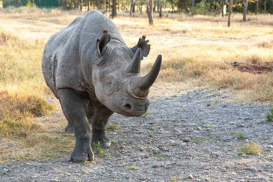 Baraka the Blind Black Rhino photo