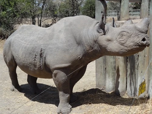 image of Baraka the Blind Black Rhino