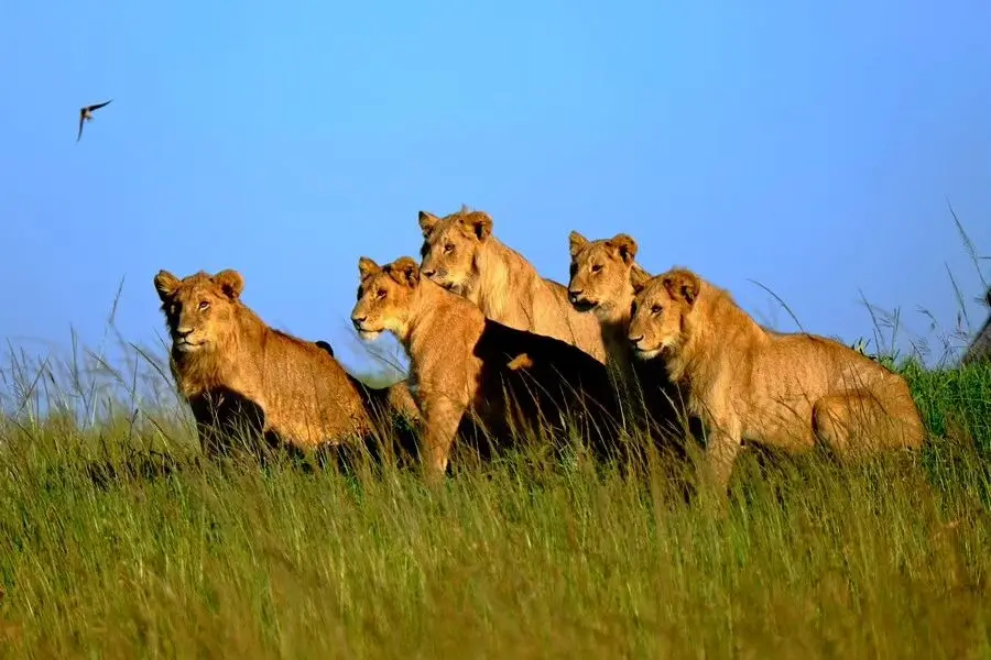 Lions at Masai Mara during a low seasons. This is the best time for a budget safari at Masai Mara