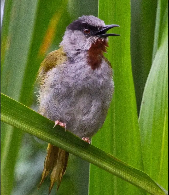 Bird species at Karura Forest Nairobi