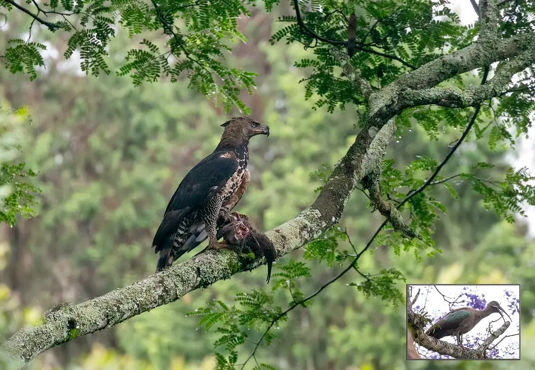 One of the bird species that you can find during birdwatching at Karura Forest