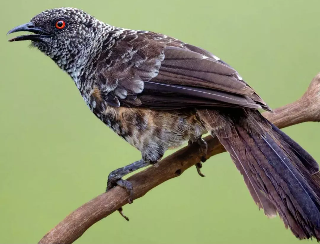 photo of bird spotted at kora national park in kenya
