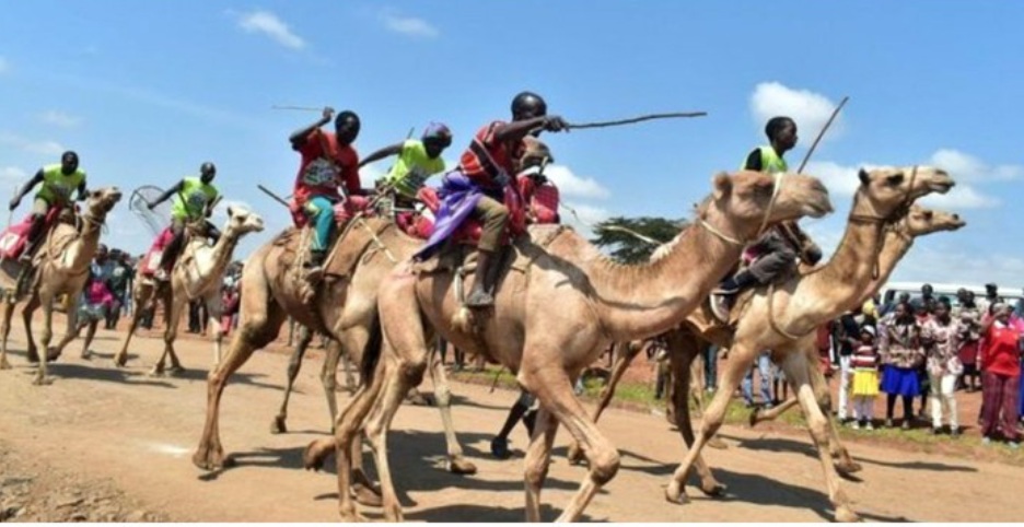 camels at maralal derby in samburu