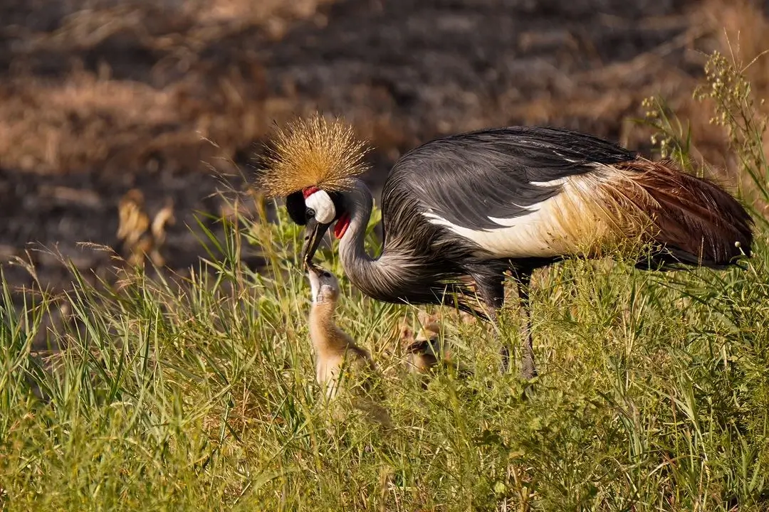 Image of a Crane at Masai Mara National Reserve