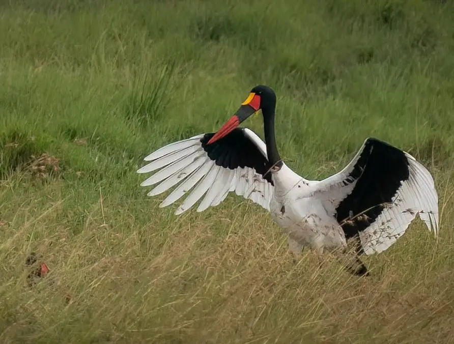 Saddle-billed Stock bird at Masai Mara National Reserve