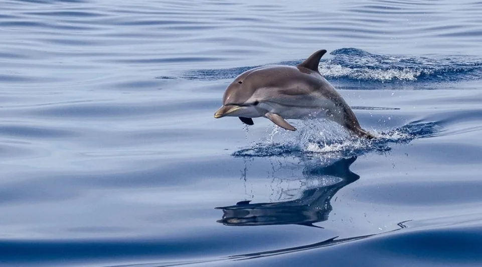 dolphins during full day at watamu park