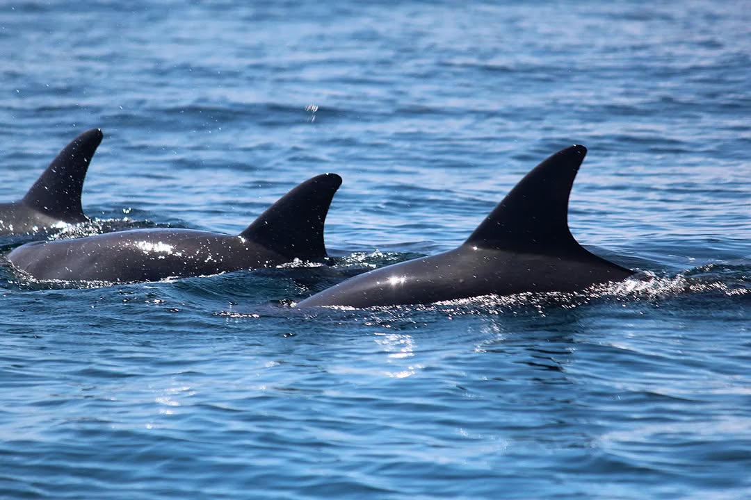 dolphine viewing tour in watamu park 2025