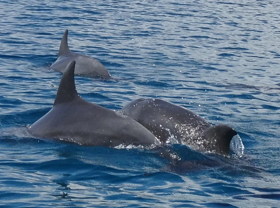 dolphins tour at watamu marine park