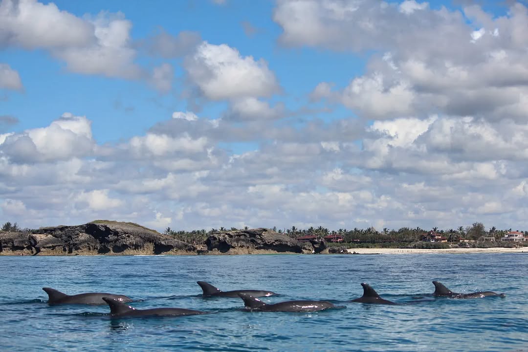 boat ride at watamu for dolphins viewing
