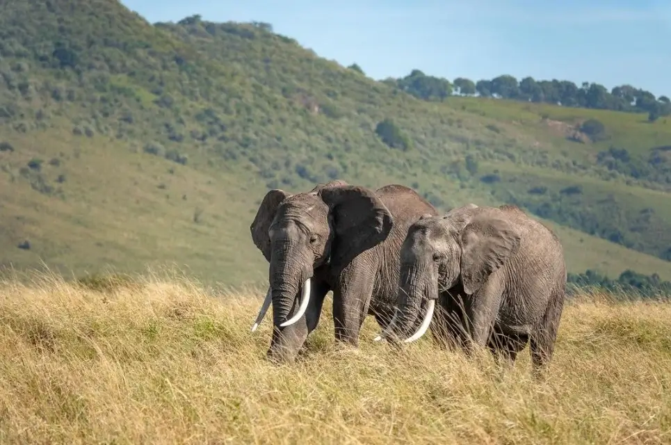 Two elephants at the masai mara national reserve. They are part of Big 5