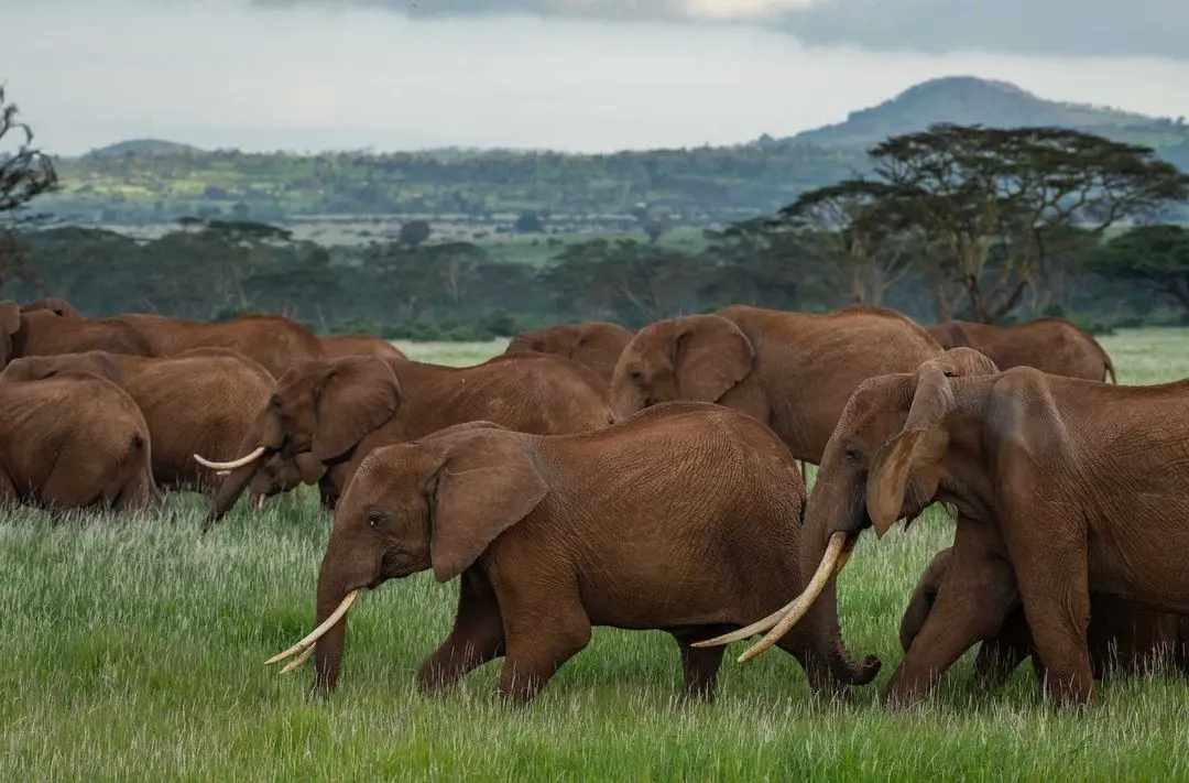 Elephants grazing at Mount Kenya National Park