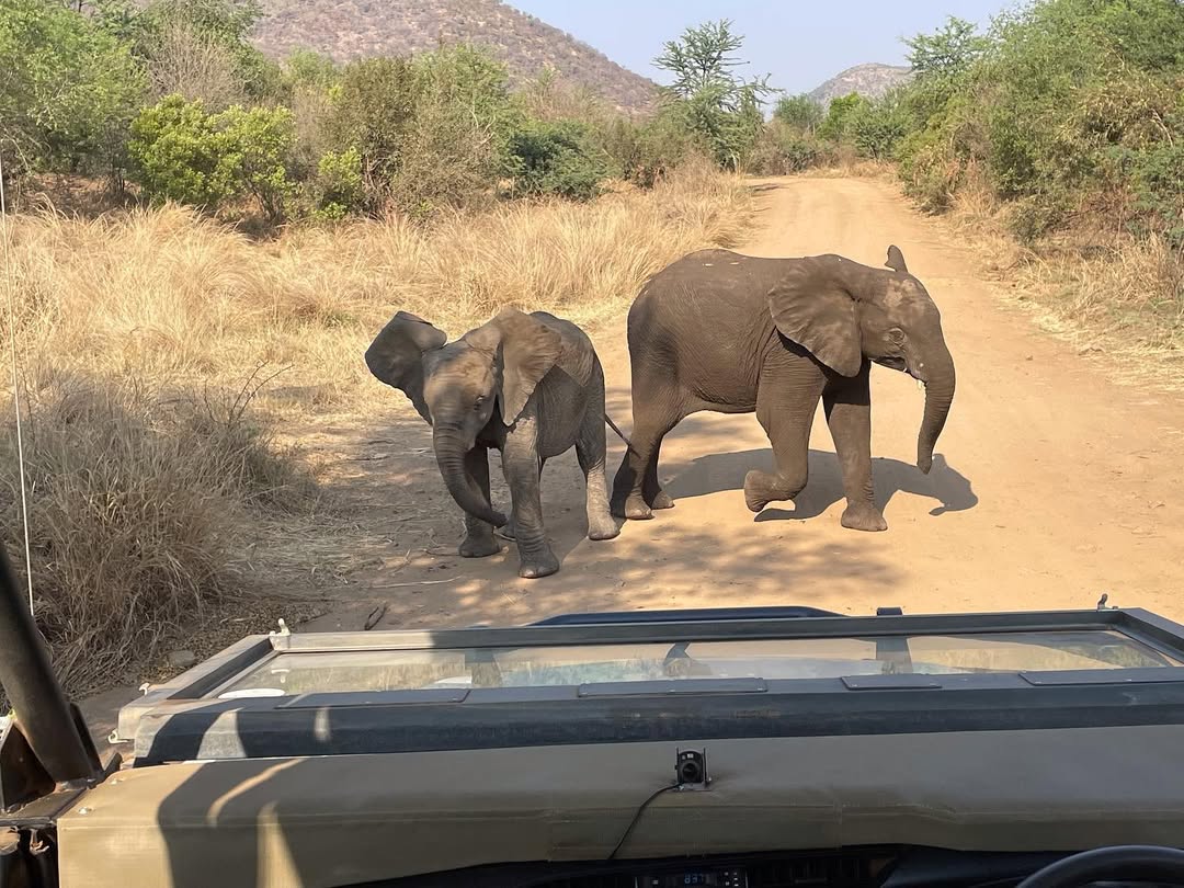 image of tourists on game drive to kora np