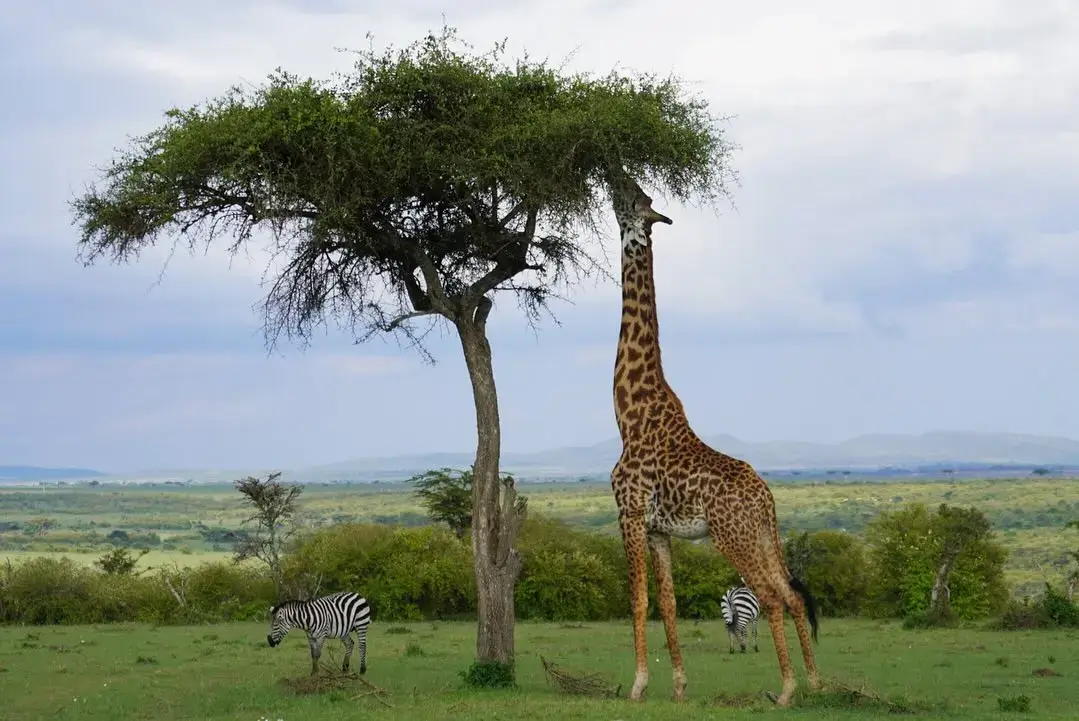 Giraffe and zebra at Masai Mara National Reserve seen during honeymoon time