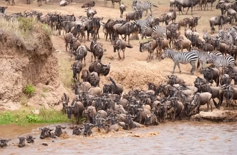 wildebeest moving from serengeti to masai mara in kenya in 2025