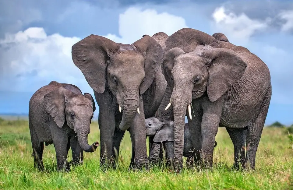 Herd of elephants at Masai Mara National Reserve