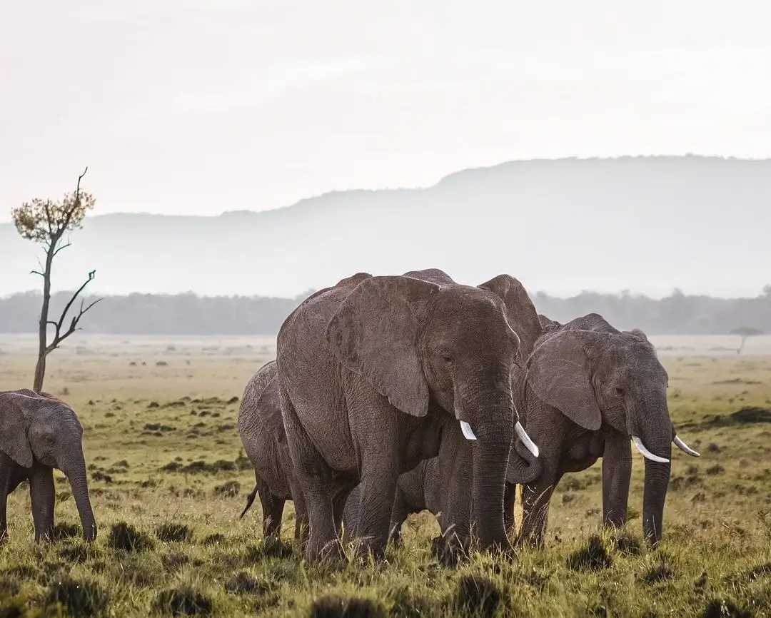 Herd of elephants at the Masai Mara National Reserve