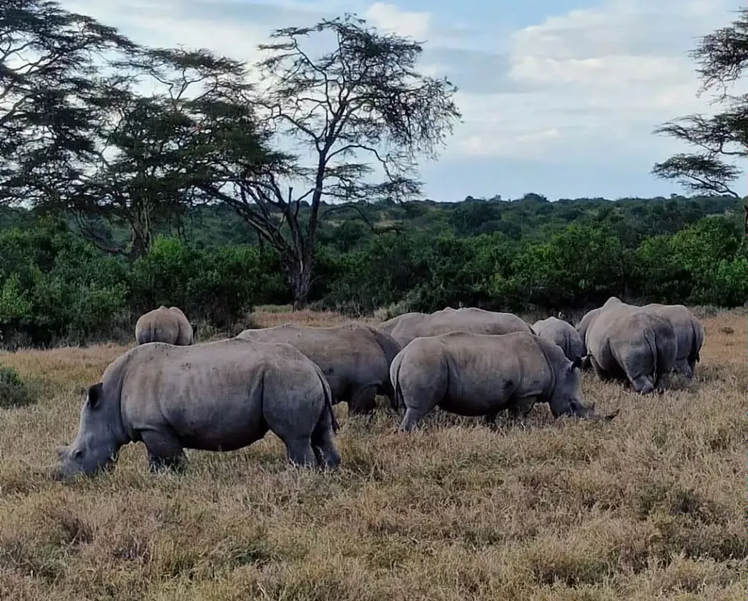 herd of rhinos grazing at solio ranch