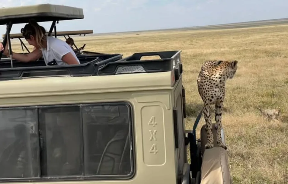 picture of a 4 by 4 safari jeep from outside