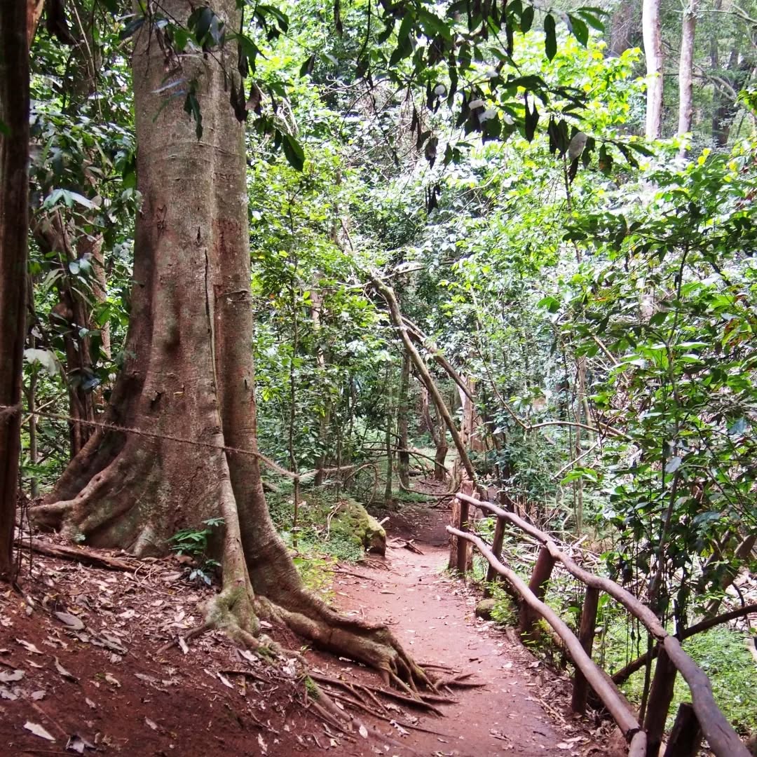 All-Inclusive Guided Walk at Karura Forest photo