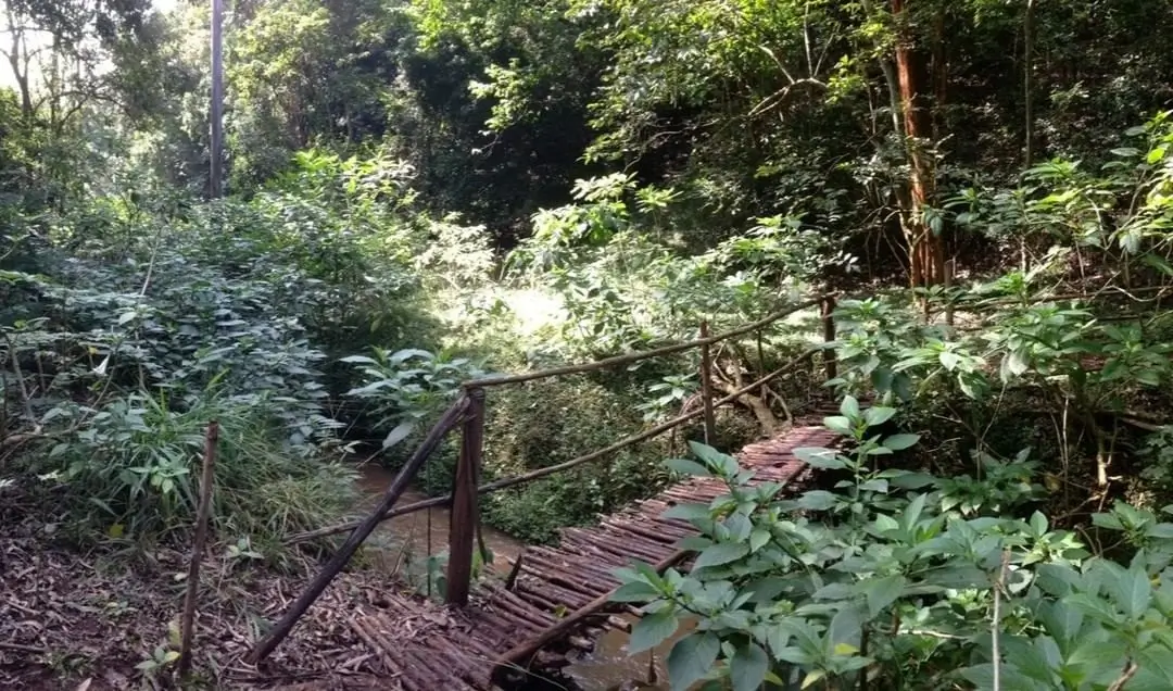 Narrower routes in Karura Forest leading to Karura Falls