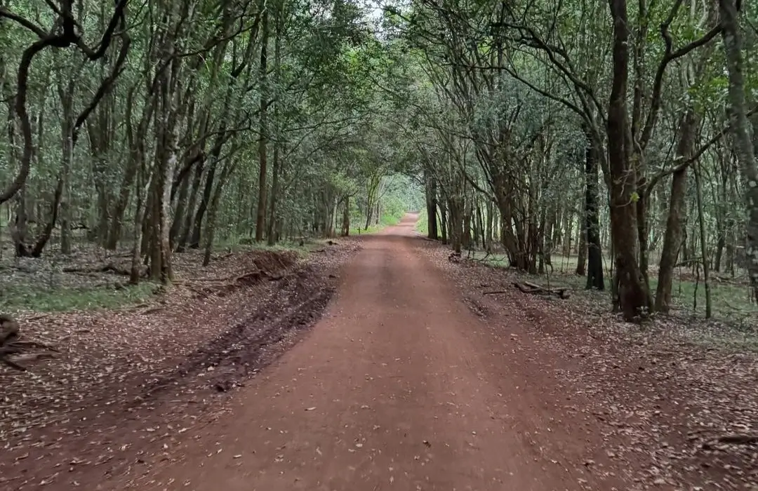 Sykes trail of Karura Forest leading to the Karura Falls.