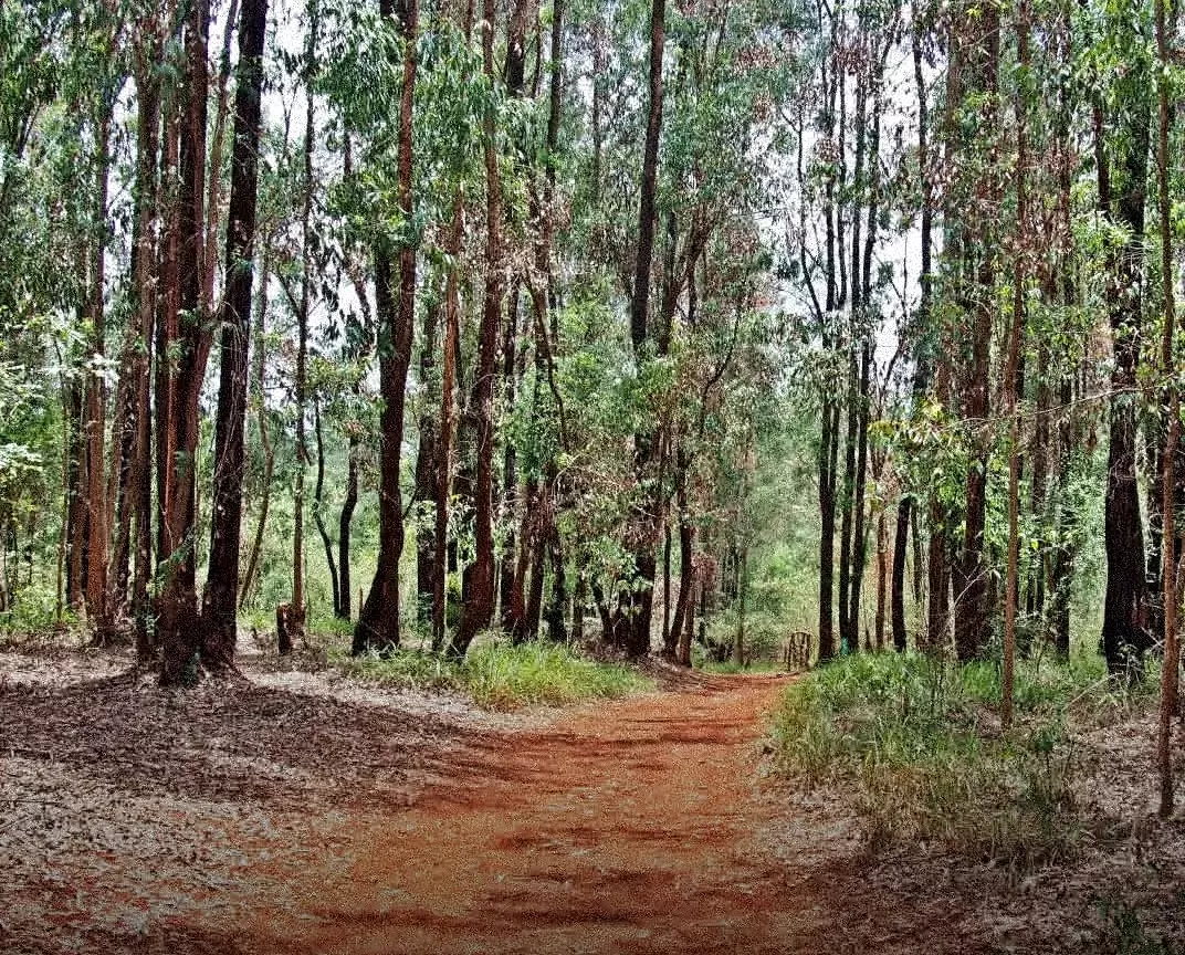 Karura Forest Day Tour (2 Hours) photo