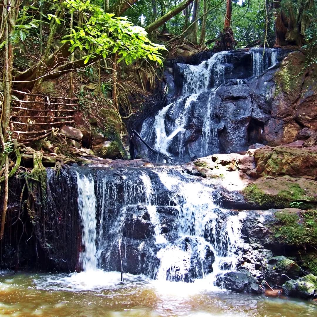 4 Hours Karura Guided Walk photo