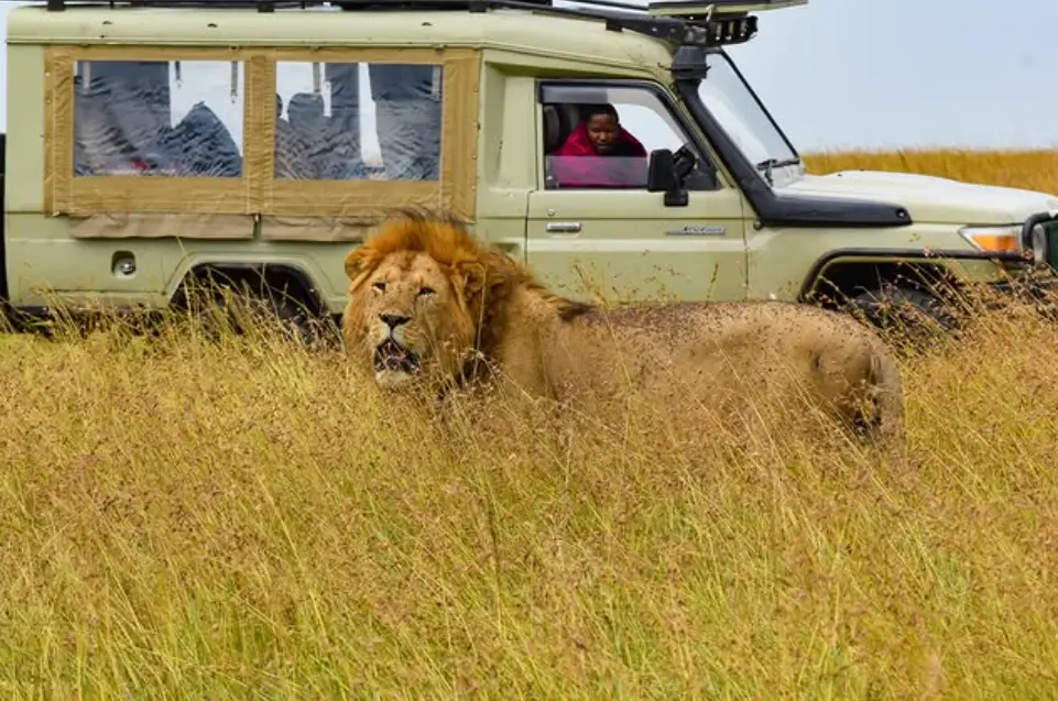 kenia tansania safari