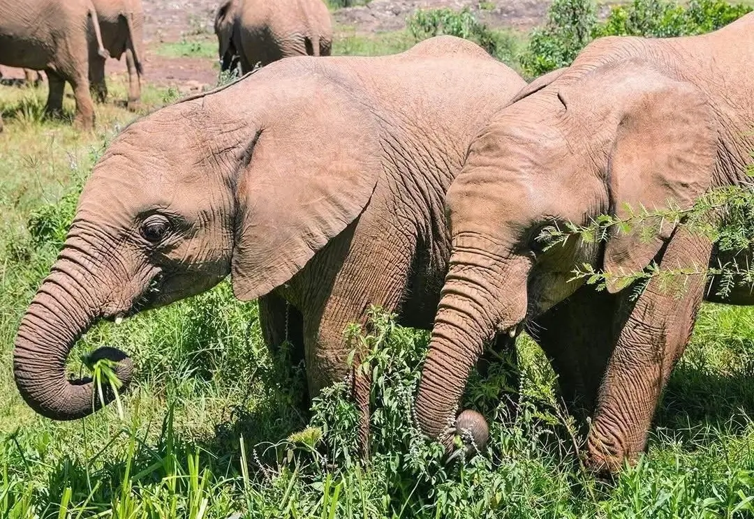 5 Days Budget Tour to Mara Naivasha Amboseli & Mombasa