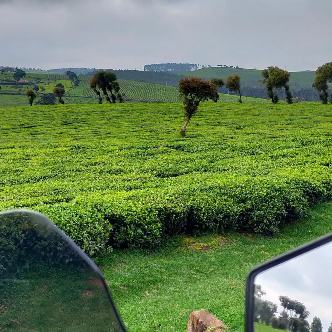 Green fields of tea plantations near burudani adventure park. Good layout for treasure hunting. Photography: Instagram @shifomangu