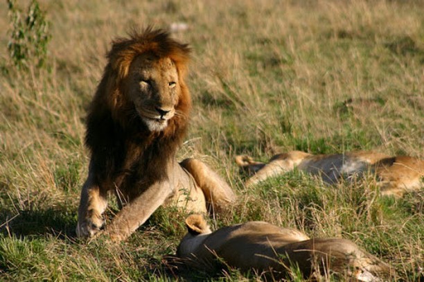 lion at kora national park in kenya