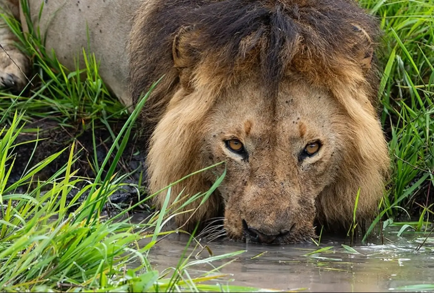 Lion drinking water at masai mara national reserve. Picture showing the best time to visit Masai Mara for safari