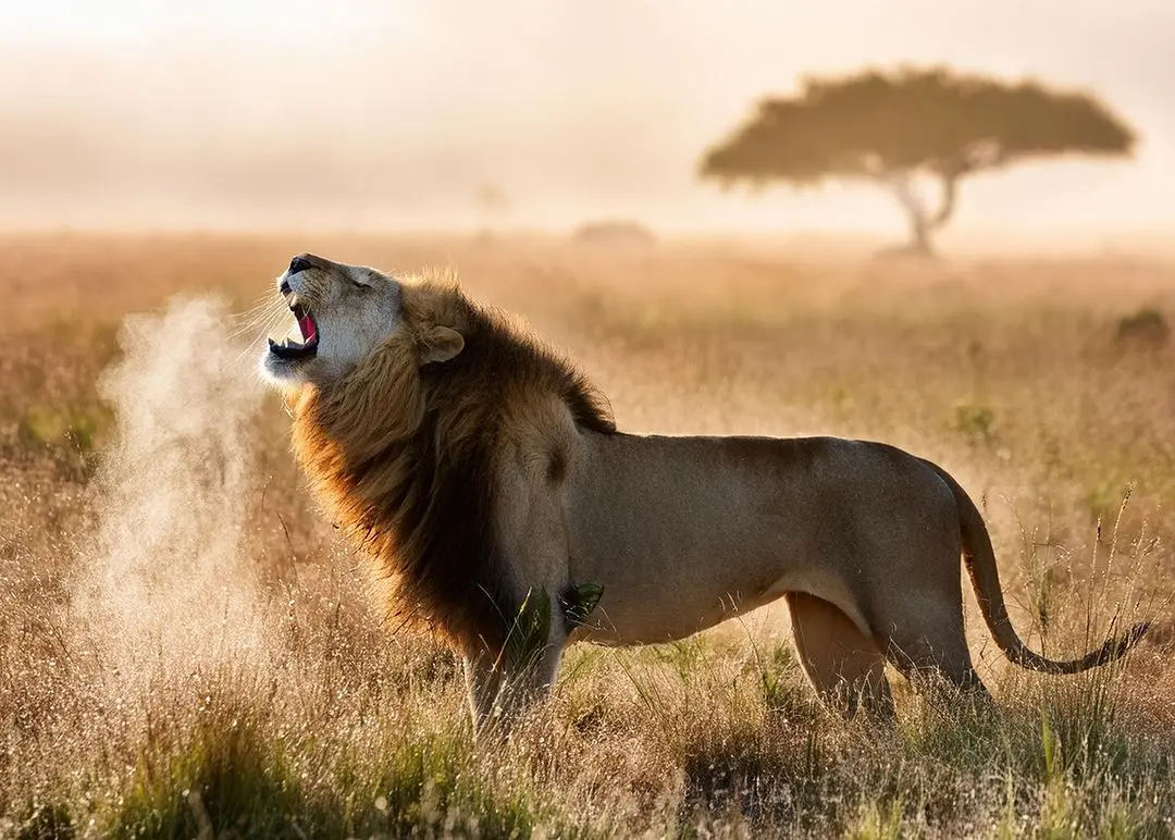 Lion at Masai Mara National Reserve