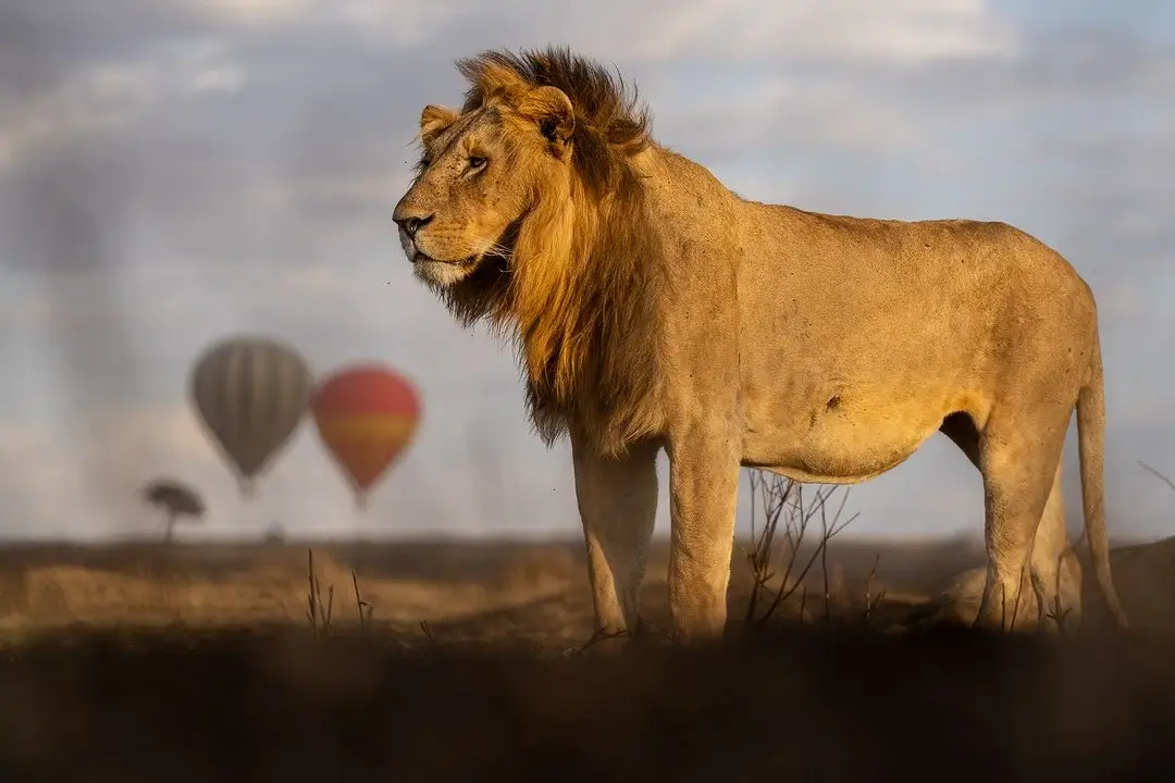 A lion seen from a hot air balloon at Masai Mara