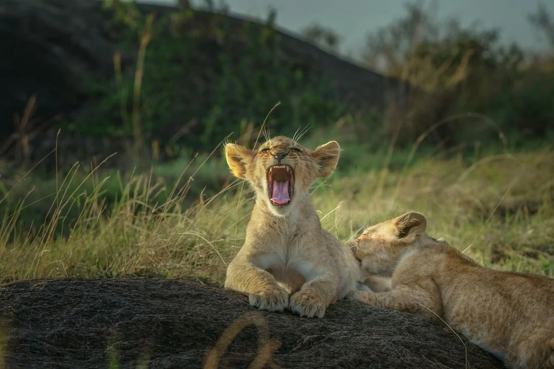 Lions of the masai mara national reserve as seen during wildebeest migration season