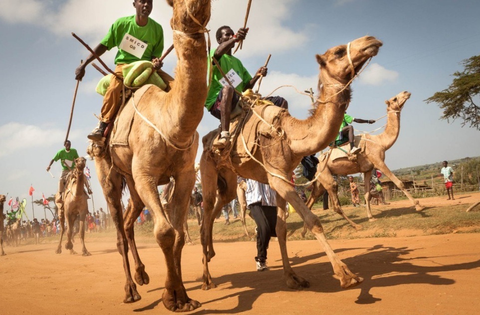 race at maralal camel derby in samburu