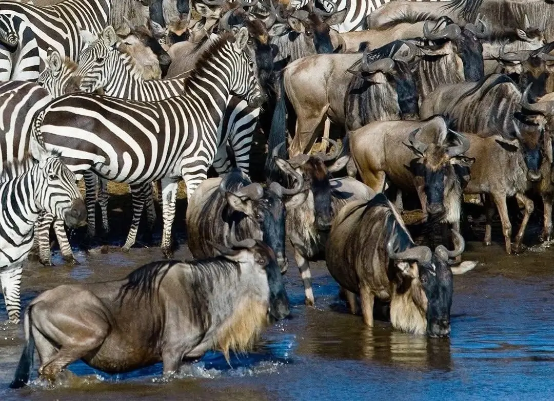 Book 5 days budget tour to Naivasha Nakuru & Mara