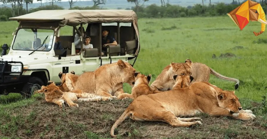 Lions and the Big 5 at Masai Mara National Reserve