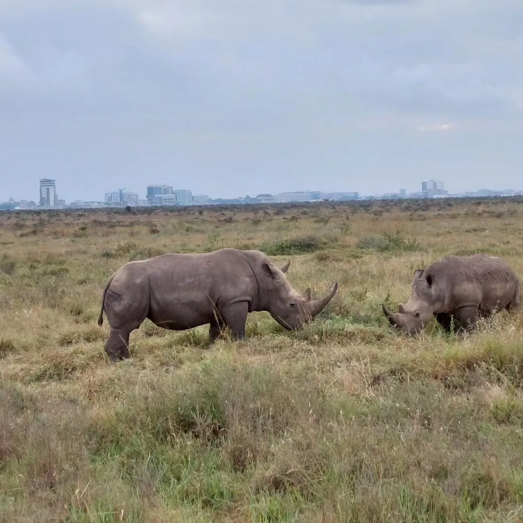 Nairobi National Park