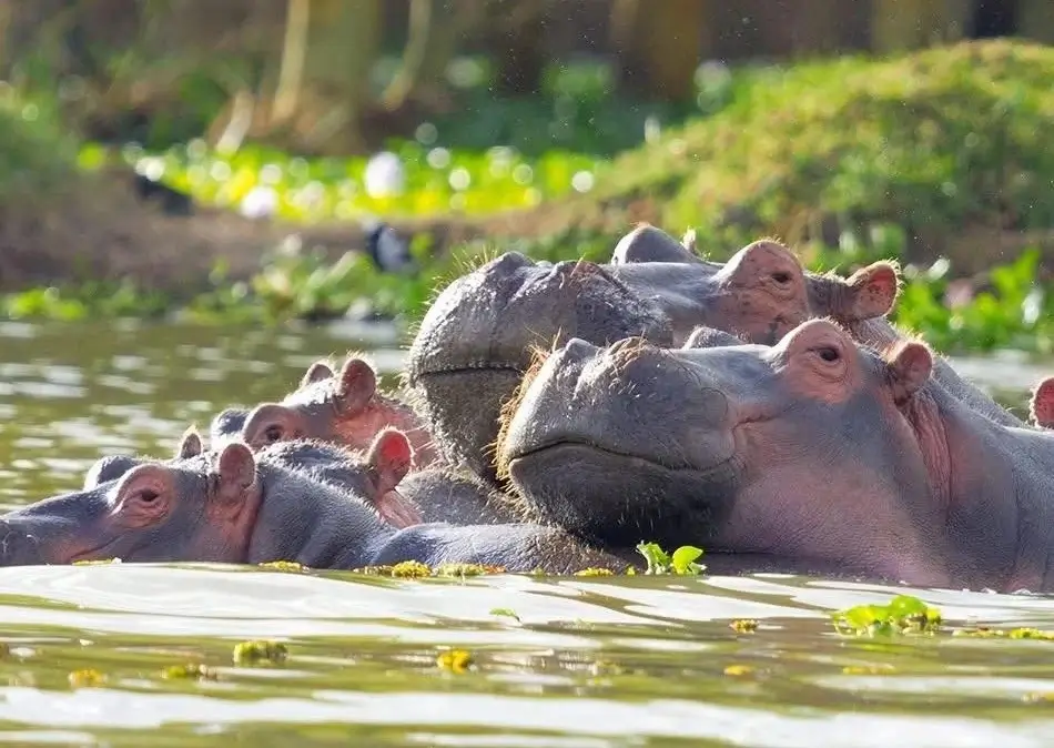 Book 5 days comfort tour to Mara Nakuru & Naivasha