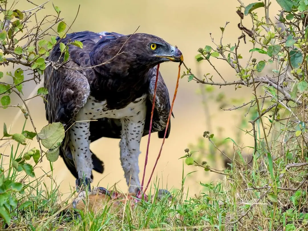 Raptor bird at Masai Mara taking its prey. These birds can be seen all year round. Photo: Instagram @drjakeny