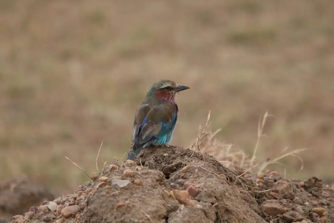 Resident bird at Masai Mara National Reserve