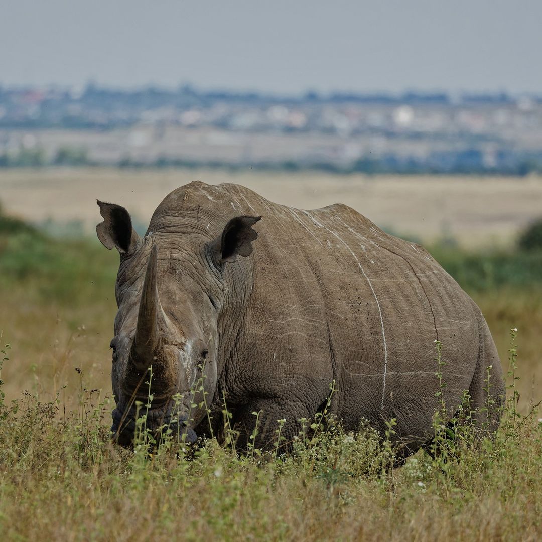 A rhino at Amboseli National Park in Kenya during September 28 entry free day