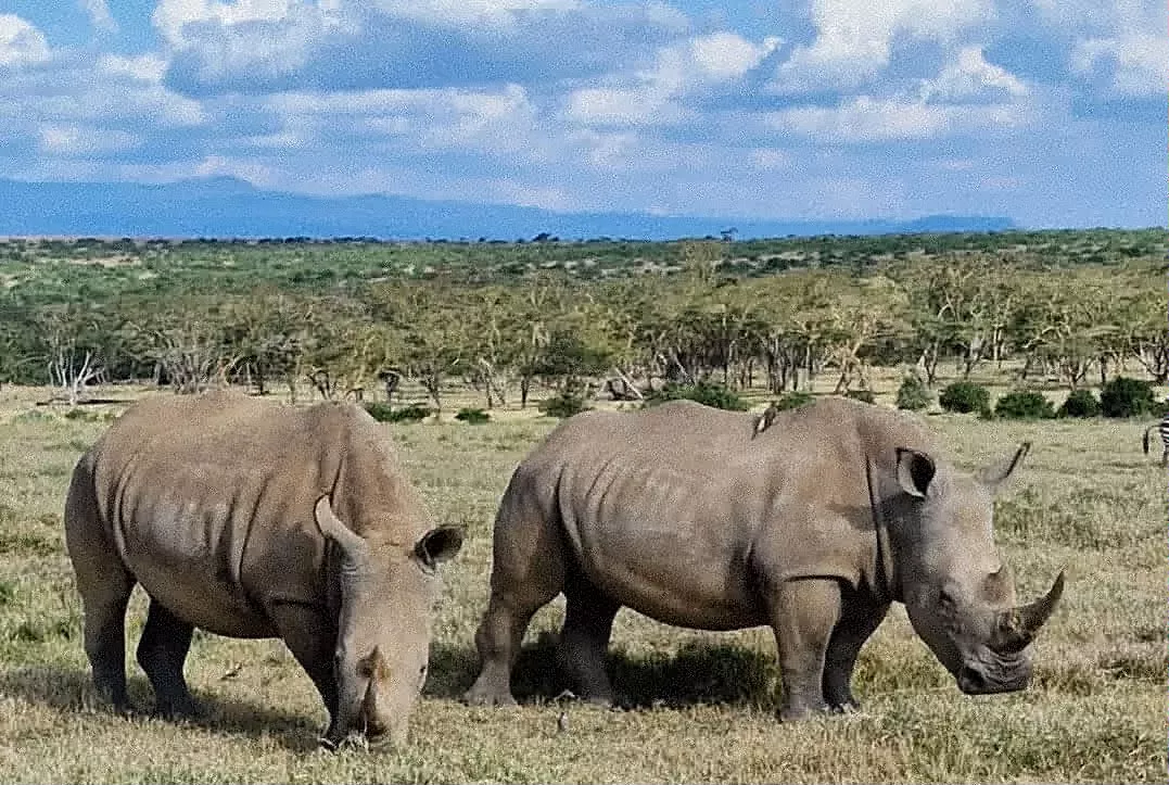 picture of rhino grazing at solio game reserve