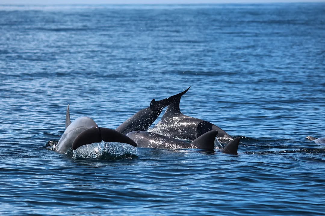 dolphins sighted at watamu marine park 2025-2026