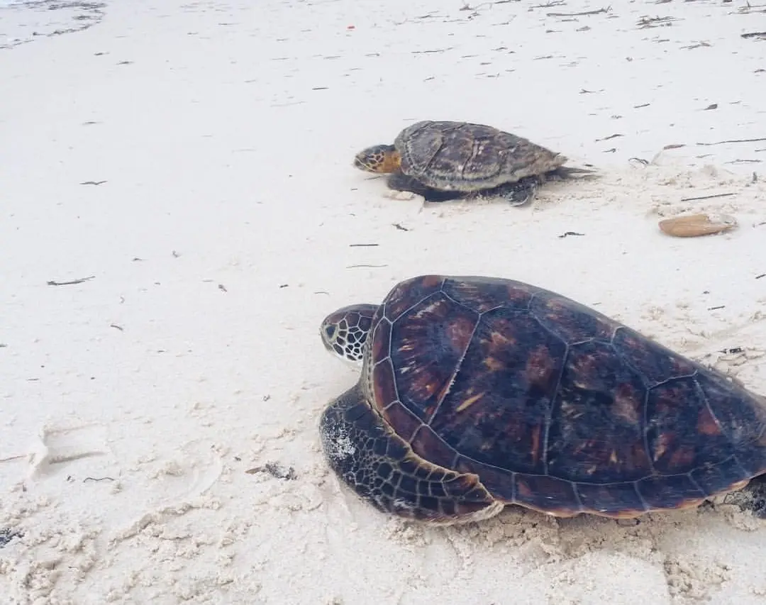 Turtles at watamu marine park